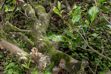 Green moss in the forest. Jungle stones, greenery. Pure nature