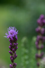 Liatris spicata deep purple flowering plant, group of flowers on tall stem in bloom