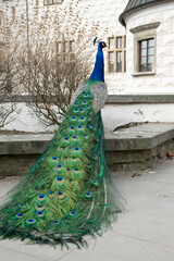 Obraz premium Pavo cristatus in front of historic renaissance castle