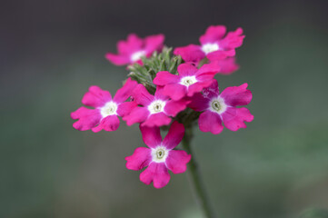Obraz premium Verbena hybrida vervain ornamental colorful garden flowers in bloom, beautiful flowering plants