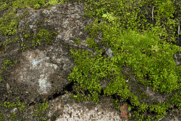 Green moss in the forest. Jungle stones, greenery. Pure nature