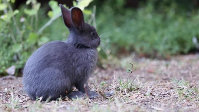 Wild black young rabbit (Oryctolagus cuniculus) eating grass in the forest. Animals in their natural habitat