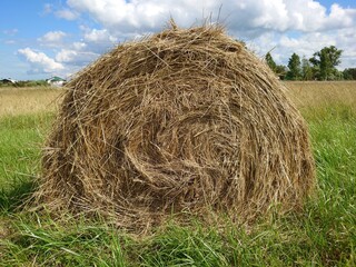 hay bales in the field