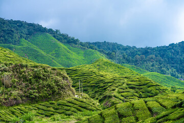 Fototapeta na wymiar Tea plantations Cameron Valley. Green hills in the highlands of Malaysia. Tea production. Green bushes of young tea.
