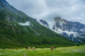 The snow mountain and meadows in Yading, on summer time, during a cloudy day, in Sichuan Province, China.