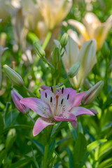 Lilium flowers in bloom, asiatic hybrids ornamental cultivated, flowering lilies, bouquet in bloom, buds and flowers with petals