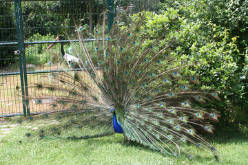 Obraz premium a peacock in a zoo