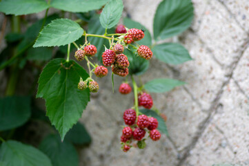 Rubus fruticosus big and tasty garden blackberries, red ripening fruits berries on branches wiht green leaves