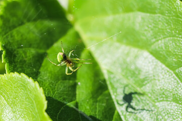 A crab spider, Misumena vatia on its web