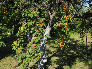 Ripe apricots on the orchard tree. Nature background.