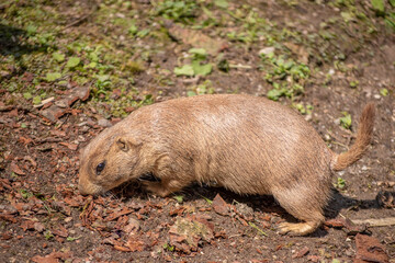 Cynomys prairie dog searching for food, middle of the day, direct light