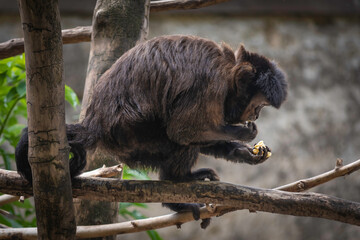Monkey eating in the shadow