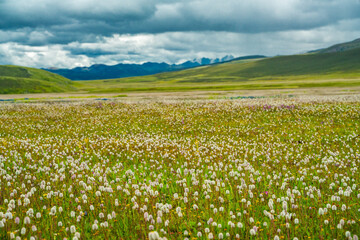 A big cluster of wild flowers in Litang Grassland, in Tibet, China, summer time, on a cloudy day.