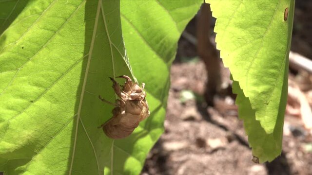 cicada shell on the leaf