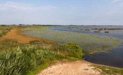 Lake with water lily leaves i