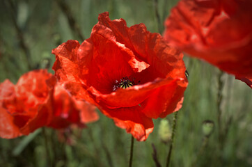 Obraz premium Red poppies in wheat field