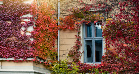 Wall of the house is covered with ivy. Autumn city