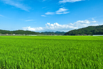 真夏の農村風景 青空と水田
