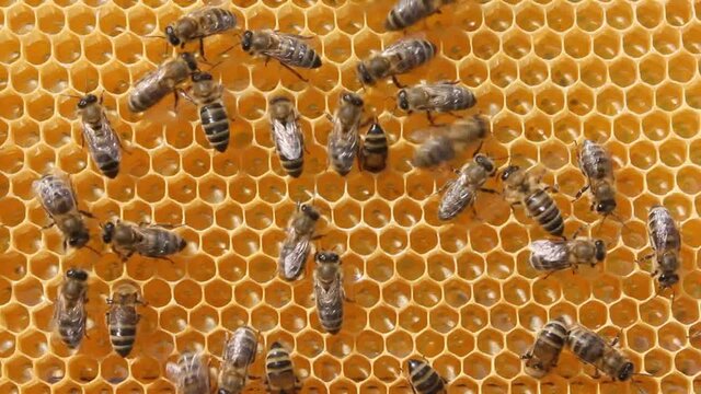 Each bee does some work. Now bees take nectar from honeycombs to transform it into honey