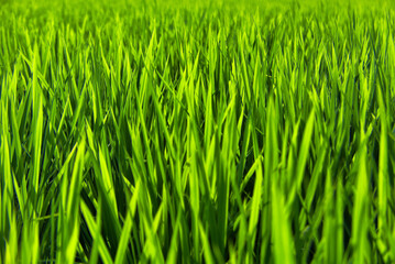 真夏の農村風景 成長する稲の葉