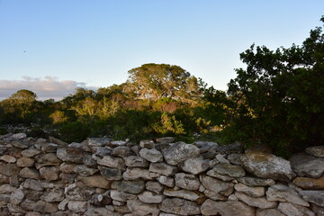 Fototapeta na wymiar An ancient packed stone kraal wall and Milkwood trees in the late afternoon sun