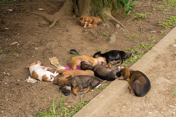 A flock of street puppies sleep on the ground in the shade of a tree.