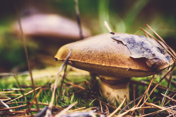 A ripe mushroom in green moss and pine needles. Vintage toned photos. Autumn forest scene. Edible mushroom close-up. Seasonal mushroom picking in the wild.