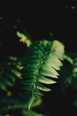 The background image of the fern leaves with a blurred black background The green color of the leaves has a distinct texture with dark tones. Feeling fresh, cool, and still. There is a copy space.