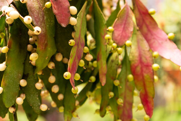 bright purple red overhanging foliage Pseudorhipsalis close up