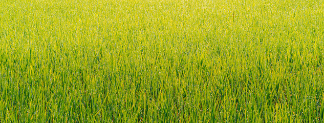 Blur background image of the green rice leaves with dews in the rain season, Thailand. Feeling fresh and cool. There is a copy space. © Pang wrp