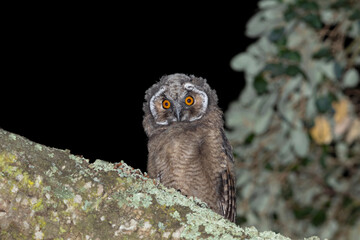 Bufo-pequeno, Long-eared Owl(Asio otus)
