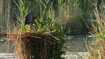 wildlife photo of Purple Herons (Ardea purpurea) - adult feeding young