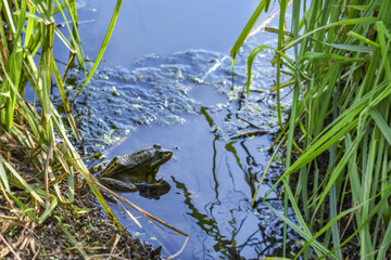 Green pool frog sitting in blue water among reed leaves, close-up. An amphibian in its natural habitat. Background with copy space
