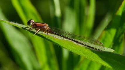 photo of a damselfly