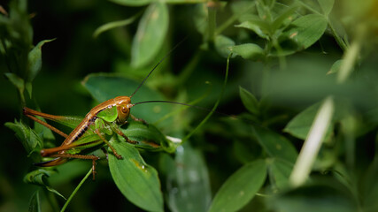 wildlife photo of a meadow grasshopper (Pseudochorthippus parallelus)
