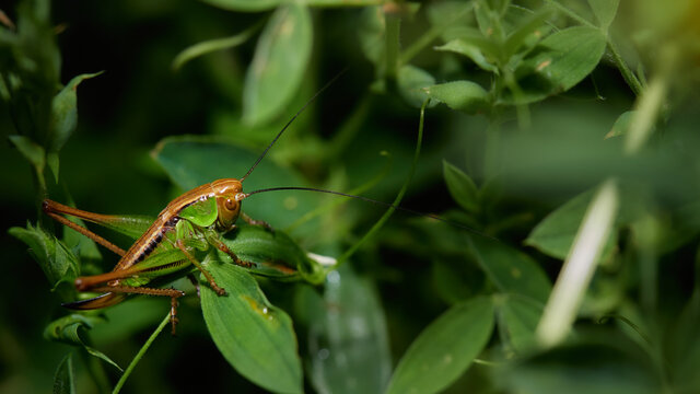 wildlife photo of a meadow grasshopper (Pseudochorthippus parallelus)