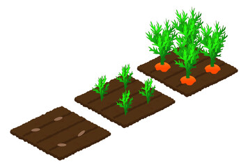 Stages of carrot growth from seed in the garden to maturation and harvest. Isometry. Isolated objects on a white background. Vector illustration.