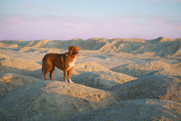 dog on a sandy quarry at sunset. red Nova Scotia Duck Tolling Retriever on hills of sand. red toller 