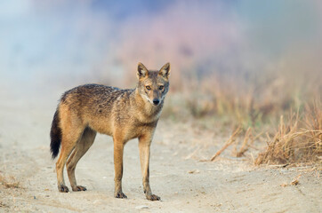 Adult indian jackal