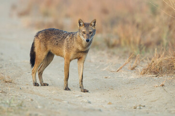 Adult indian jackal