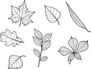 Vector hand drawn outline illustration of autumn leaves. Isolated objects on white background. For creating various autumn fall designs