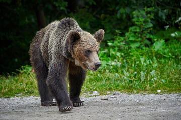 Fototapeta na wymiar Tagged female brown bear