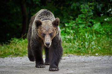 Threatening brown bear