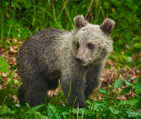 Naklejka na ściany i meble Brown bear cub in the forest