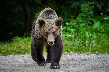 Fototapeta na wymiar Threatening brown bear