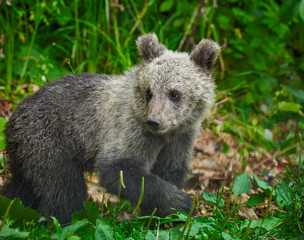 Obraz premium Brown bear cub in the forest