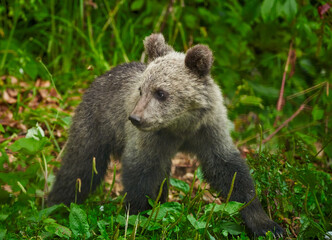 Naklejka premium Brown bear cub in the forest