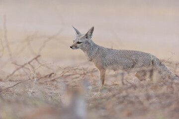 Femele jackal Indian