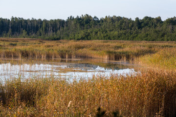 Lake with water lily leaves i