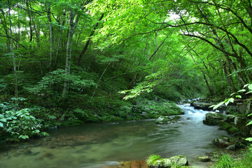 新緑の中の渓流